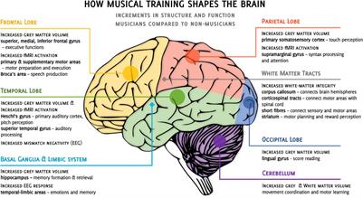 How Musical Training Shapes the Adult Brain: Predispositions and Neuroplasticity
